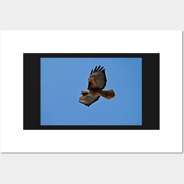 Western Red Tailed Hawk Wall Art by AH64D